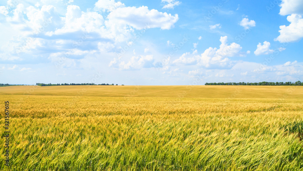 Rural landscape, banner - field of young wheat in the rays of the summer sun on a hot day