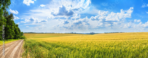 Rural landscape, panorama, banner - field of young wheat and country road in the rays of the summer sun