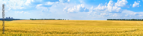 Rural landscape, panorama, banner - field of young wheat in the rays of the summer sun