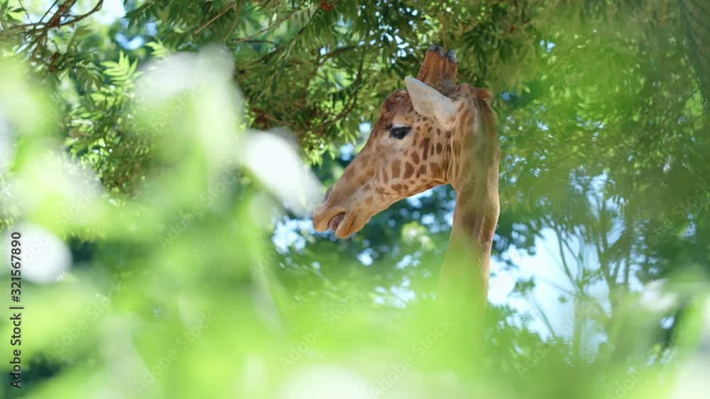 Giraffe chewing and eating greenery, 4k Giraffe chewing and eating greenery, 4k