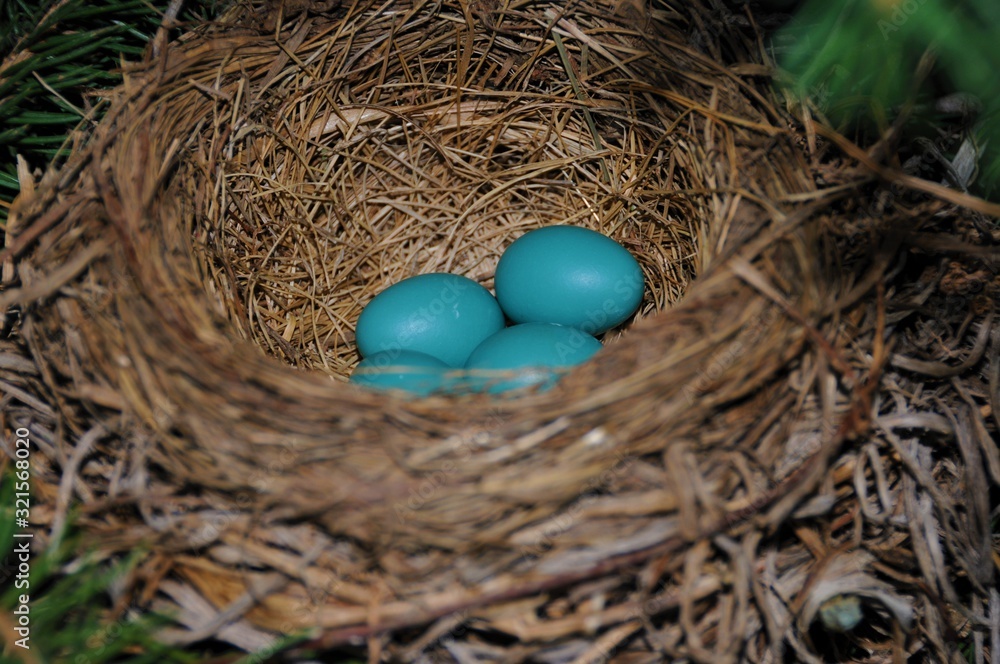 robin eggs robin eggs