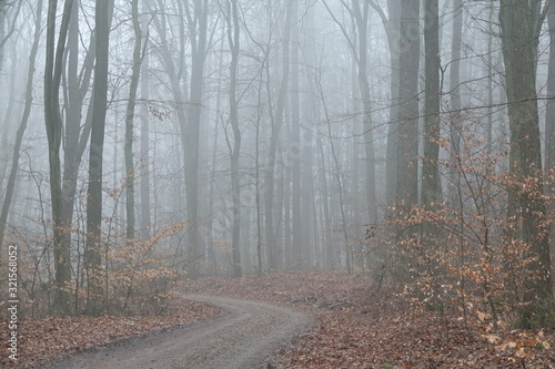 Weg im nebligen Wald