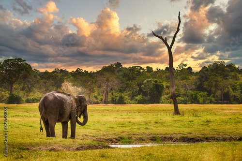Billede på lærred Sich an einem Wasserloch duschender Elefant