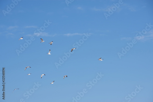 A flock of seagull birds flying high in the blue sky