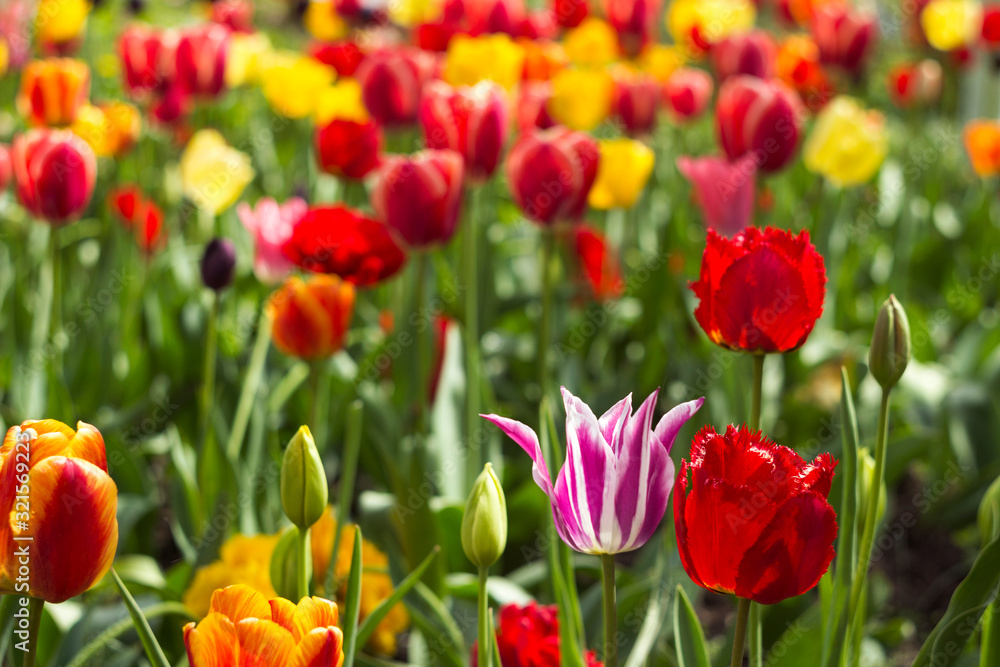 Many bright and colorful tulips bloom in the spring garden. Orange, white, pink and red tulips, flowers. Floral background