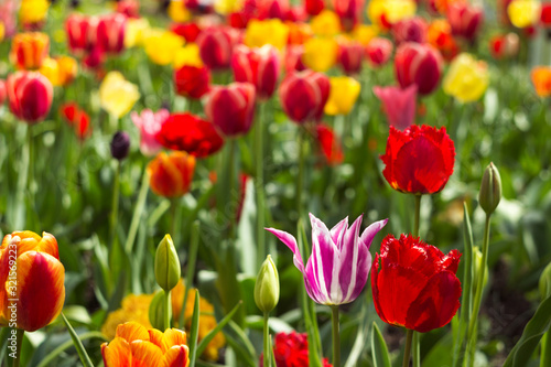 Many bright and colorful tulips bloom in the spring garden. Orange  white  pink and red tulips  flowers. Floral background