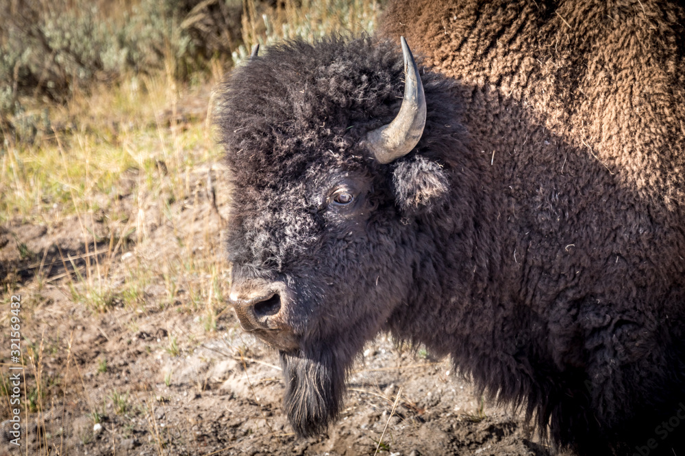 Beautiful guy. Wild bison in the Yellowstone National Park. Beautiful guy. Wild bison in the Yellowstone National Park.