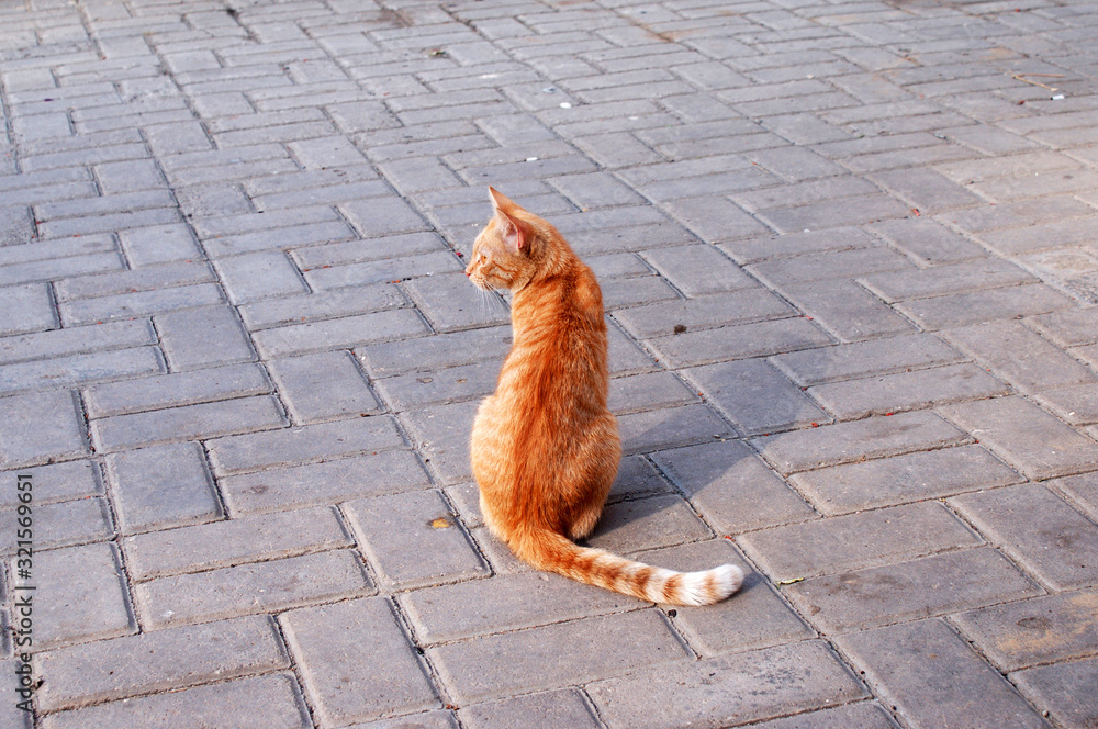 Fototapeta premium Homeless cat resting on the street.