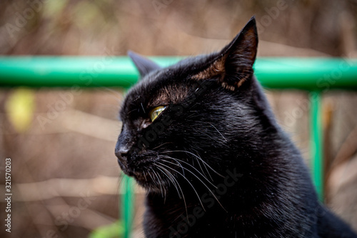 Black cat portrait. Concept of the fortune. 