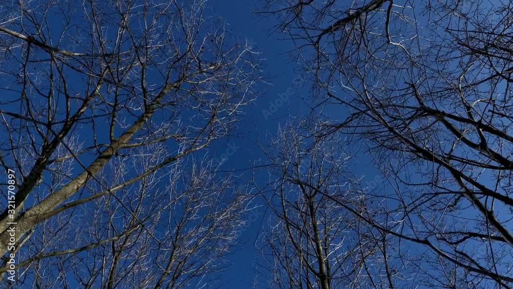 Show from below of trees branches in slow motion on background of blue winter sky.