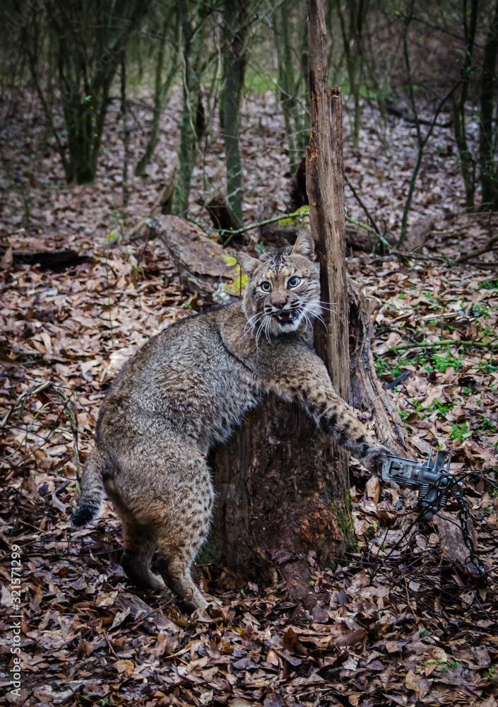 Bobcat feline caught by trapper in live trap. Wildlife predator trapped in  foothold trap. Management and recreational sport activity of animal hunting  and trapping. Predator control of wildlife. Stock Photo | Adobe