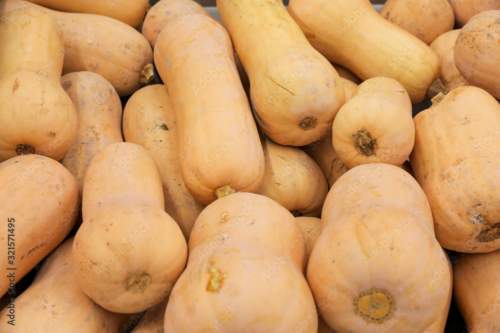 Pile of organic Butternut Squash. Pile of organic Butternut Squash.