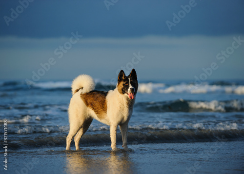Akita dog standing in blue water with blue sky