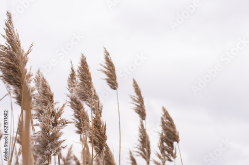 fluffy dry grass on a background of gray sky