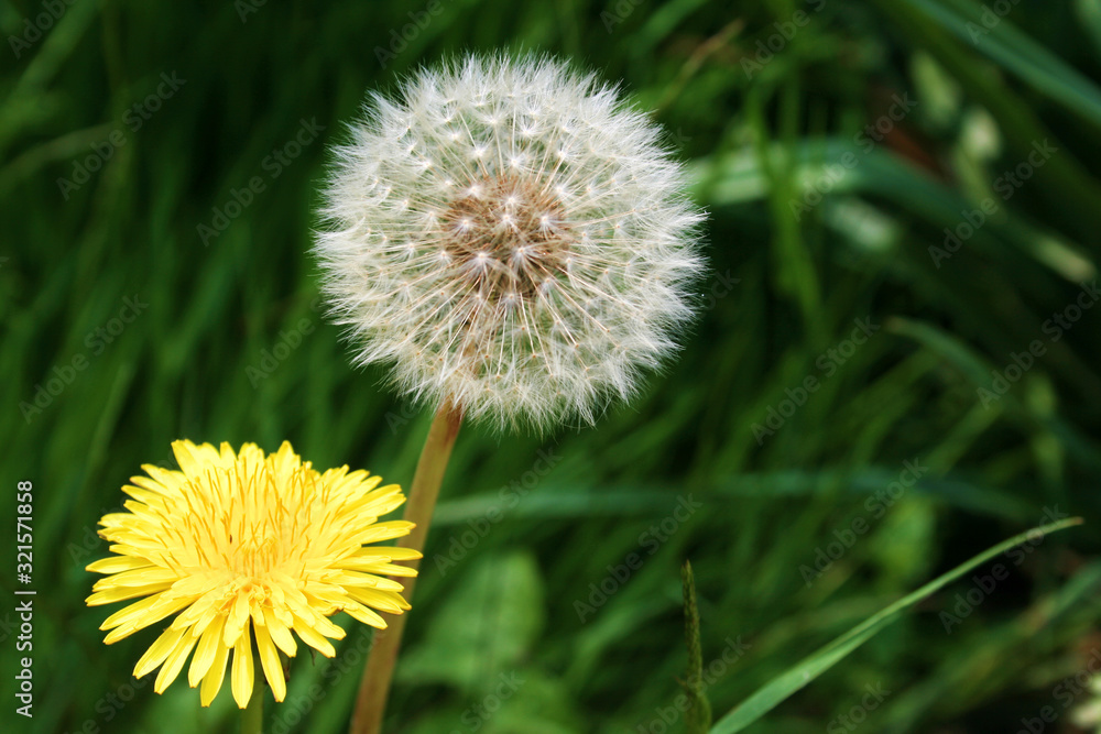 dandelions in flower and in seed dandelions in flower and in seed
