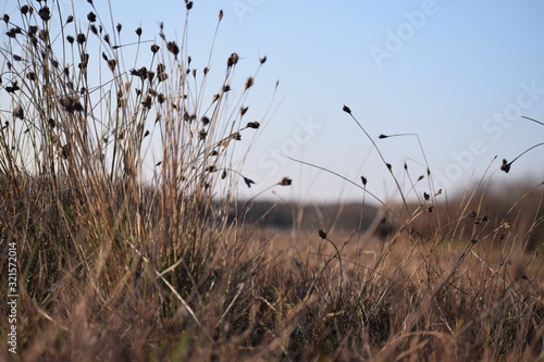 dry grass and blue sky