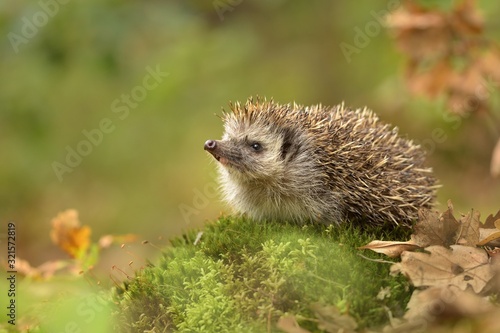 European hedgehog (Erinaceus europaeus) in the natural autumn environment Fototapet