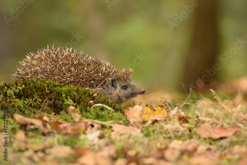 European hedgehog (Erinaceus europaeus) in the natural autumn environment