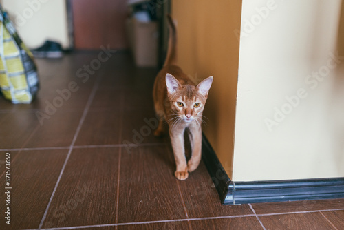 Abyssinian Funny Cat lies and walking around the apartment photo