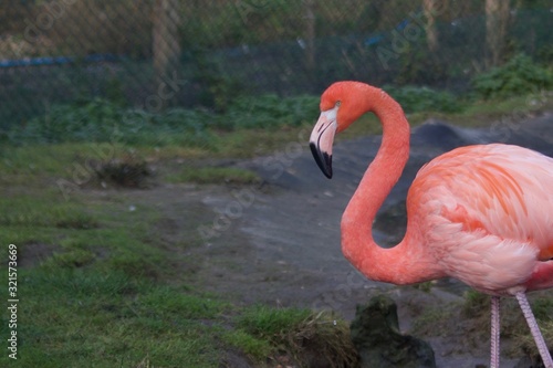 Pink flamingo in captivity with grass for copy space