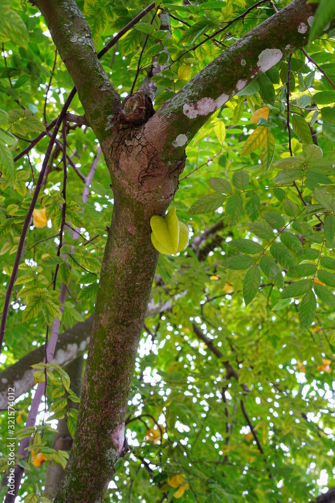 Starfruit (Averrhoa Carambola) growing on a tree