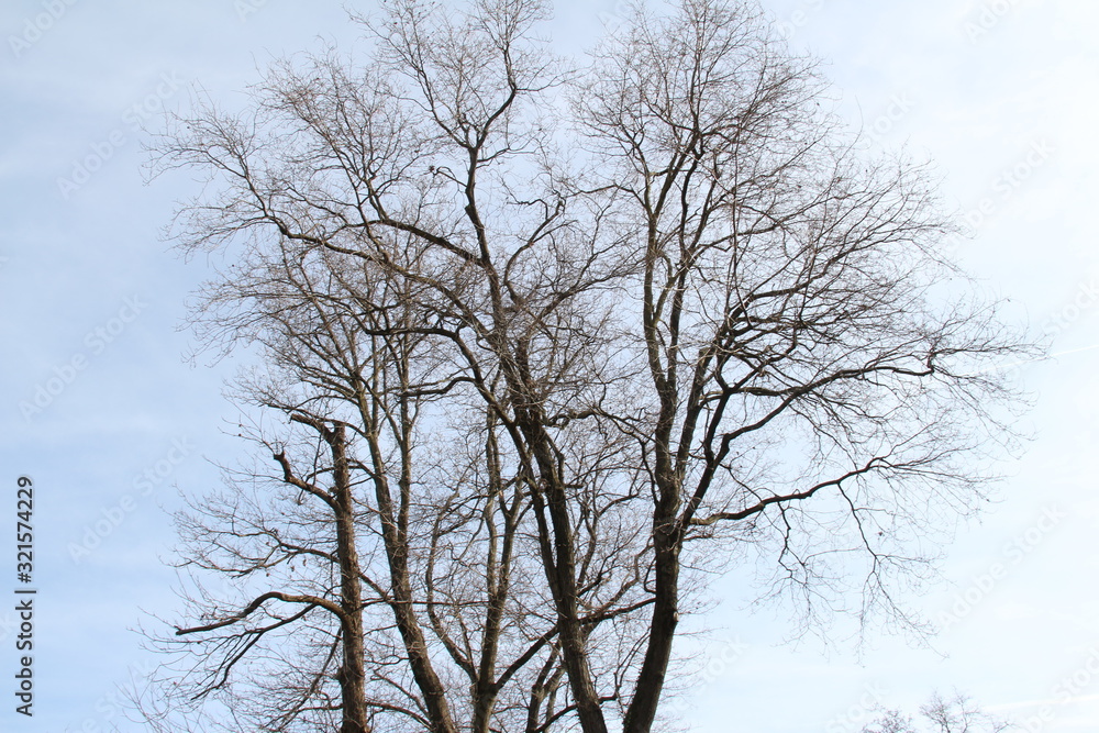 Bare tree isolated background Bare tree isolated background