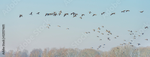 Geese flying over the landscape of a natural park in winter