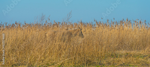 Horse in a field with reed in a natural park in sunlight in winter