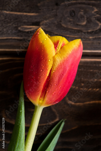 Tulip with waterdrops (macro)
