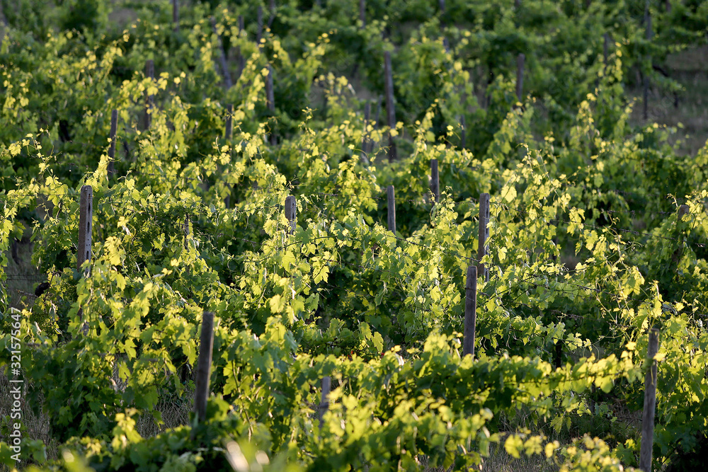 Grapes grow on vines in a vineyard in the Chianti region of Tuscany in Italy near Siena.