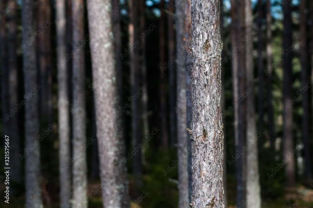 Sunlit pine tree trunk in the woods Sunlit pine tree trunk in the woods