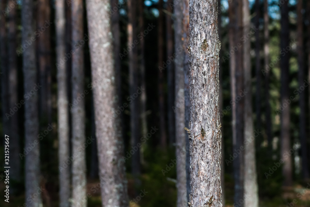 Sunlit pine tree trunk in the woods