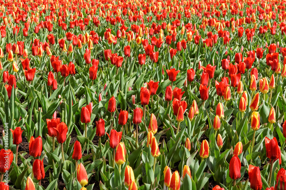 Red tulips in Keukenhof Gardens Netherlands Red tulips in Keukenhof Gardens Netherlands