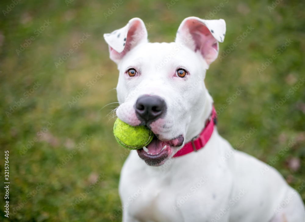 A white Pit Bull Terrier mixed breed dog holding a ball in its mouth