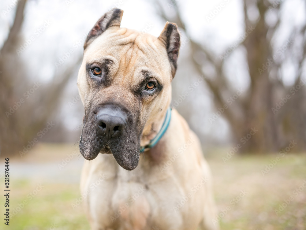 A fawn colored Cane Corso mastiff dog with cropped ears, listening with a head tilt
