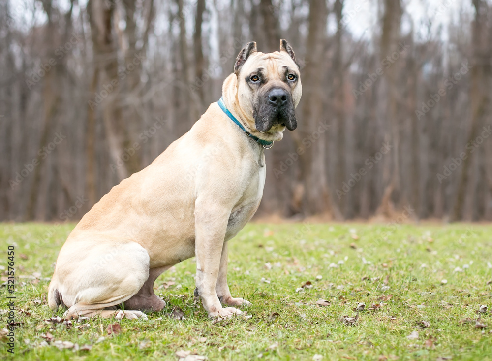 English mastiff top cropped ears