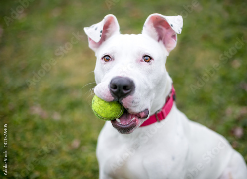 A white Pit Bull Terrier mixed breed dog holding a ball in its mouth