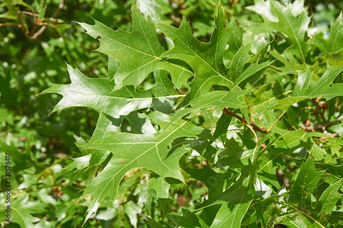 scarlet oak leaves, Quercus coccinea photo