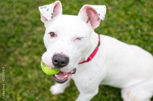 A white Pit Bull Terrier mixed breed dog holding a ball in its mouth and winking at the camera