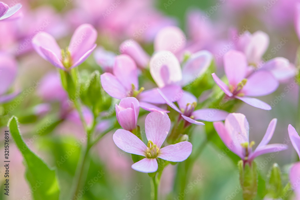 beautiful blooming spring flowers. spring season beautiful blooming spring flowers. spring season