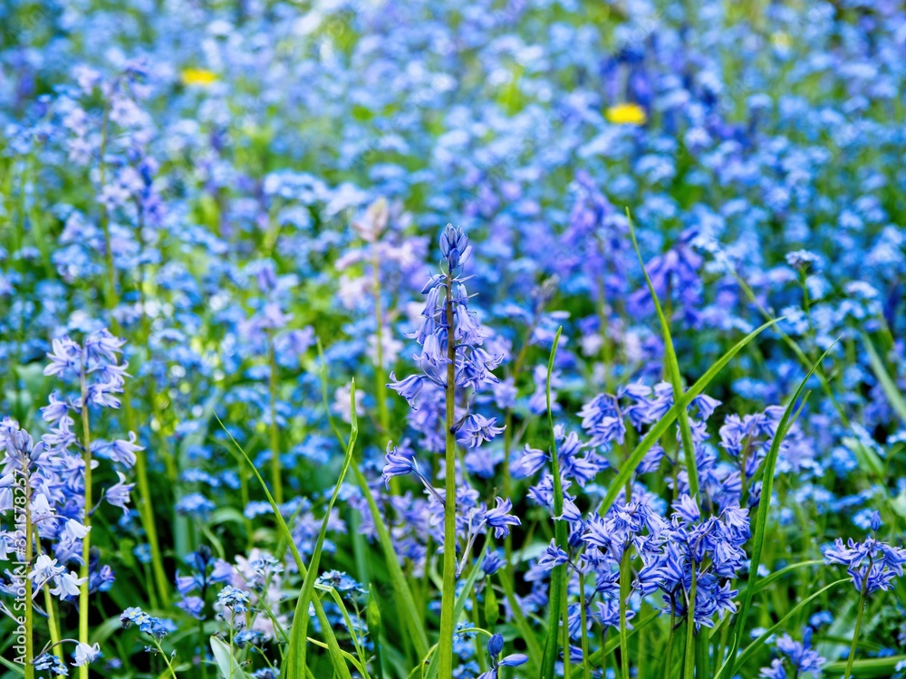 Fototapeta premium Common bluebells