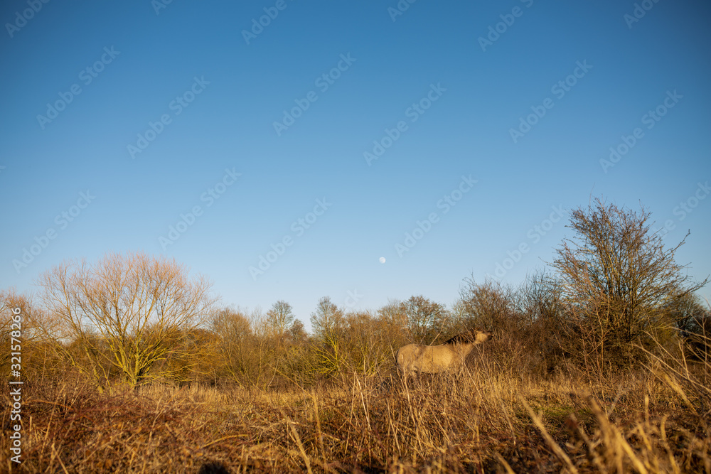 Obraz premium Pferd im Wilden