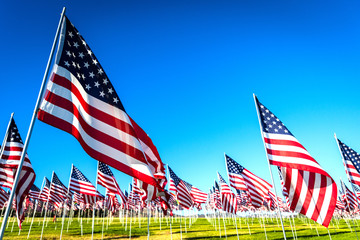 A large group of American flags. Veterans or Memorial day display