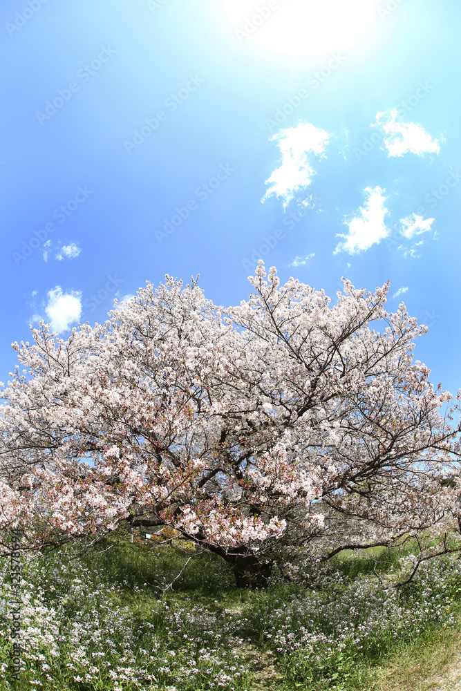 東京 多摩川土手の桜 東京 多摩川土手の桜