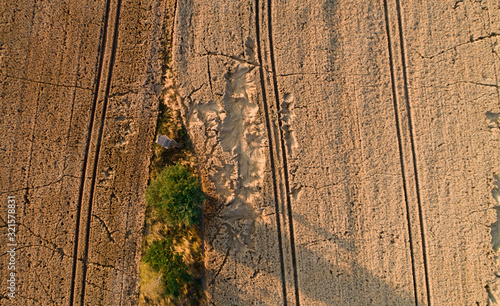 wheat field destroyed by wild boars
