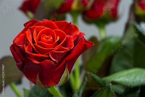 Bouquet of beautiful red roses on a gray background  greeting or holiday concept  selective focus