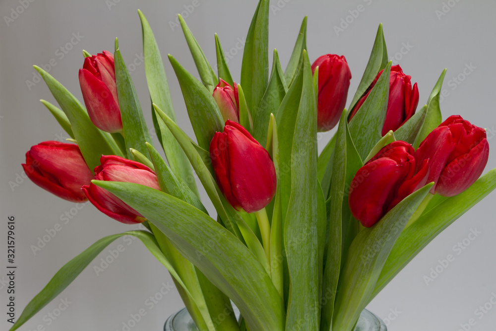 Bouquet of red tulips on a gray background, congratulatory or holiday concept Bouquet of red tulips on a gray background, congratulatory or holiday concept