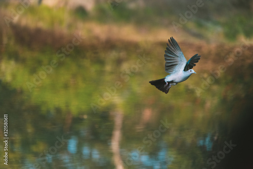 Green imperial pigeon  © Kavana