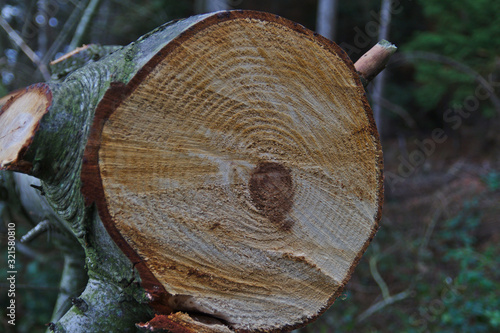 Chopped pine tree trunk showing growth rings in various shades of brown and green