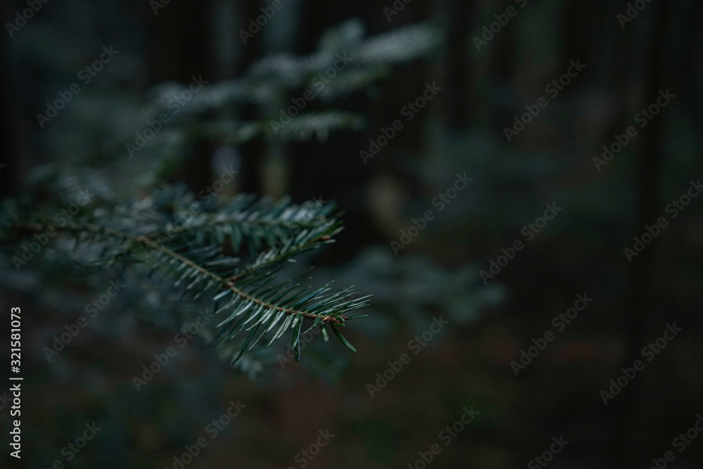 Naklejka premium Green prickly branches of fur or pine with place for text